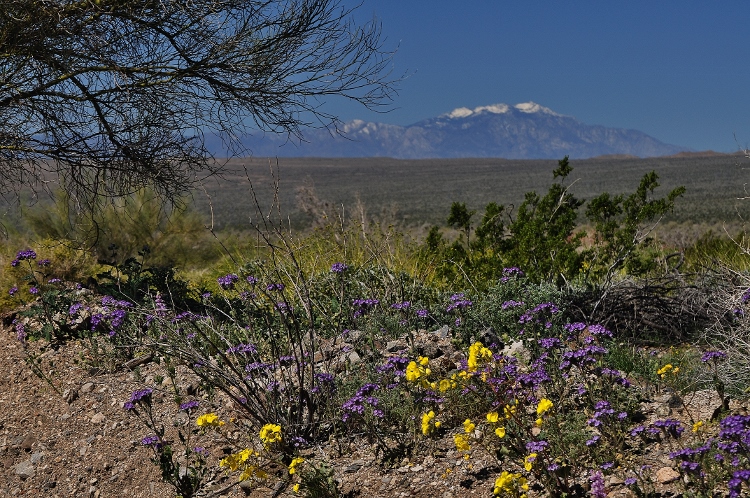 flowers and snow-capped mountain peak